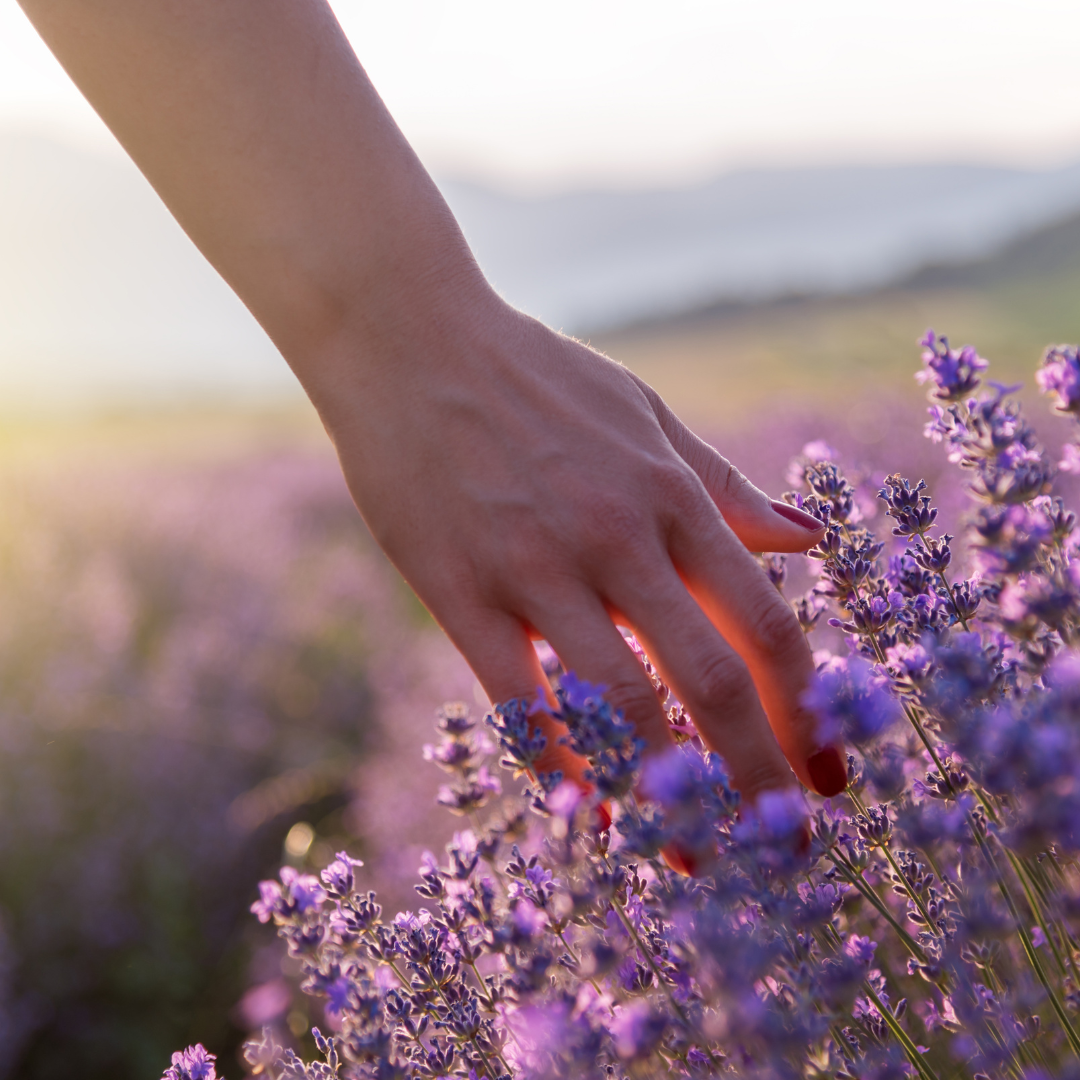 How To Use Lavender in Your Life Powerful Healing Properties